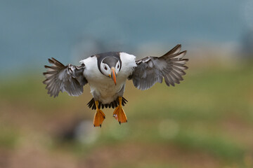 Puffin (Fratercula arctica) landing the coast of Skomer Island off the coast of Pembrokeshire in Wales, United Kingdom