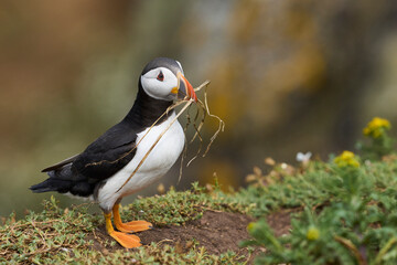 Atlantic puffin (Fratercula arctica) carrying a piece of plant in its bill on the cliffs of Skomer Island off the coast of Pembrokeshire in Wales, United Kingdom