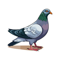 Pigeon vector character color flat illustration pigeon image