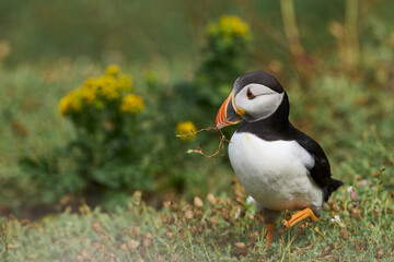 Atlantic puffin (Fratercula arctica) carrying a piece of plant in its bill on the cliffs of Skomer Island off the coast of Pembrokeshire in Wales, United Kingdom