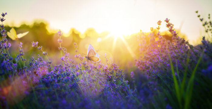 Fototapeta Summer meadow with many summer lavender flowers and butterflies on a sunny day