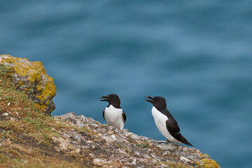 Razorbill (Alca torda) on the coast of Skomer Island in Pembrokeshire, Wales.