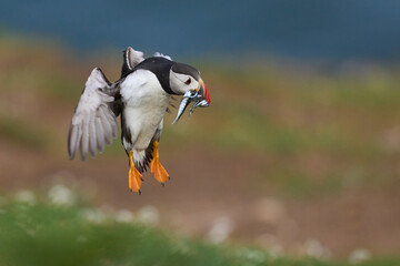 Puffin (Fratercula arctica) landing with small fish in its beak to feed its chick on Skomer Island off the coast of Pembrokeshire in Wales, United Kingdom