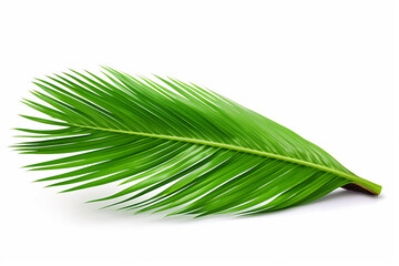 Coconut palm leaves pattern isolated white, create using generative AI tools