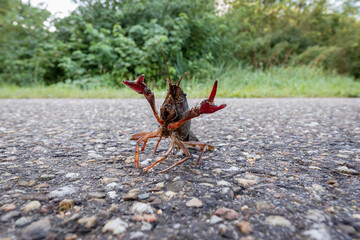 A red swamp crayfish on land in Rotterdam, being an invasive species