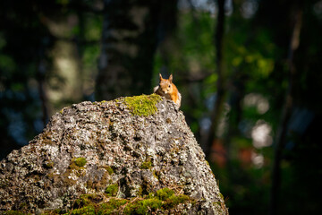 Squirrel on a Stone