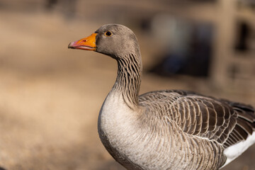 Goose Geese Bird Close up neck feathers wings
