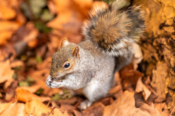 Squirrel in its natural environment with lovely autumn atmosphere