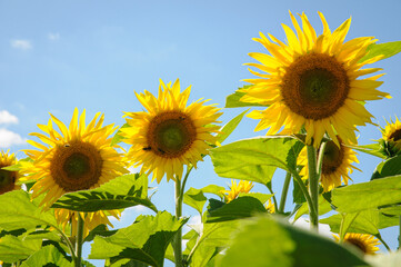 TOURNESOL