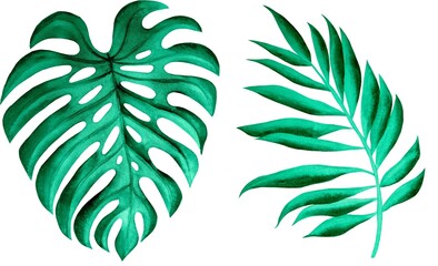 Set of tropical leaves on white background, watercolor illustration, textile or interior wallpaper