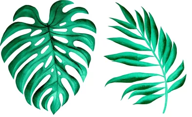 Papier Peint photo Monstera Set of tropical leaves on white background, watercolor illustration, textile or interior wallpaper