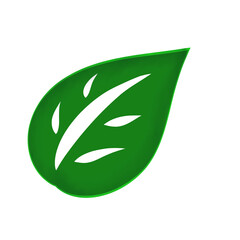 one green leaf on a white background