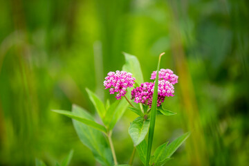 Beautiful pink flowering swamp milkweed growing in a marsh in Ontario.