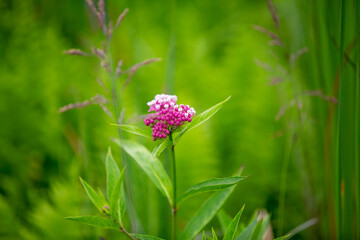 Beautiful pink flowering swamp milkweed growing in a marsh in Ontario.