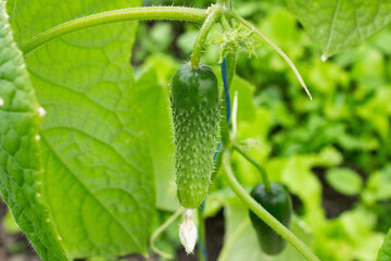 A young, green cucumber hangs on a bush in a greenhouse. Business concept, fresh harvest, vegetarian diet of raw foods. Organic food without GMOs