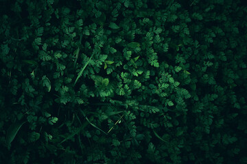 Common stork's bill grass texture