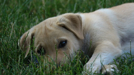 golden retriever puppy