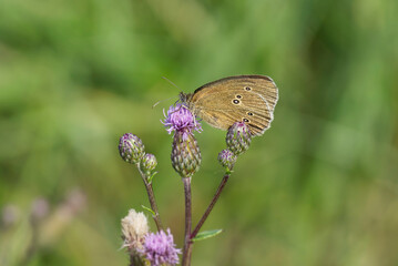 Ringlet (Aphantopus hyperantus) butterfly sitting on a pink flower in Zurich, Switzerland