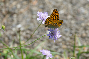 Silver-washed Fritillary butterfly (Argynnis paphia) sitting on a small scabious in Zurich, Switzerland