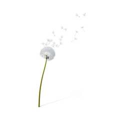  Dandelions being blown. wind blow flower