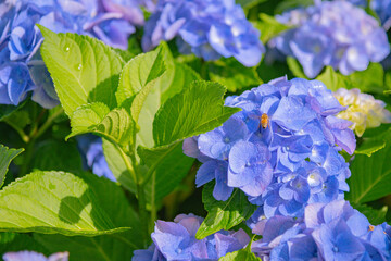 수국 hydrangea