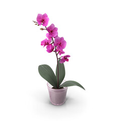 Purple orchid flower in a pot