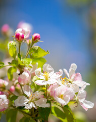 Obraz premium Pink flowers bloom on the trees. Spring landscape with cherry blossoms. Beautiful blooming garden on a sunny day. Copy space for text.
