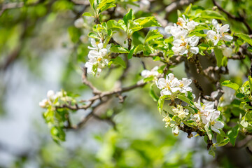 White flowers bloom in the trees. Spring landscape with blooming sakura tree. Beautiful blooming garden on a sunny day. Copy space for text.