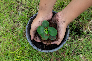 Top view of Hand of little girl planting seedlings Ficus microcarpa, Green Island, Wax Fig, Panda...