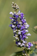 Macro de fleur de gattilier