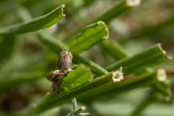 Macro de criquet pansu
