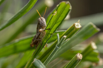 Macro de criquet pansu