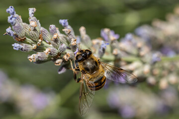 Abeille butinant
