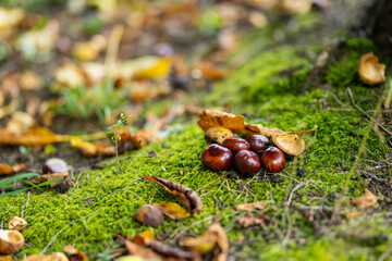 Chestnuts lying on the ground in autumn.