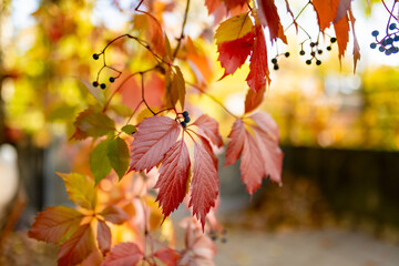 Naklejka na ściany i meble Beautiful red virginia creeper leaves on a tree branch on bright autumn day