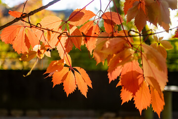 Beautiful red virginia creeper leaves on a tree branch on bright autumn day