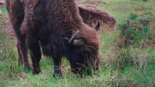 Wild bison graze on the prairies of North America. Close-up of a wild bull with horns.
