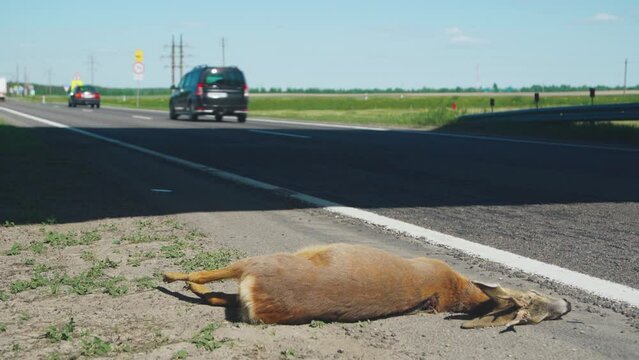 A road accident. Dead animal on the road. The car hit a deer or a roe deer. Death of animals.