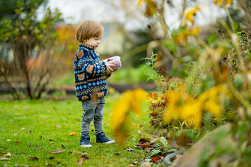 Cute toddler boy picking fresh berries on organic raspberry farm on warm autumn day. Harvesting fresh berries on fall day.