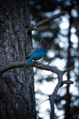 blue bird on a limb