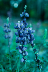 colorful blue flowers
