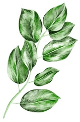 Watercolor leaves isolated, green tropical elements, white background