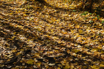 Red and orange autumn leaves on the ground. Outdoor. fallen autumn leaves
