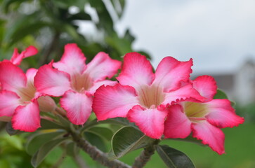 Fototapeta na wymiar frangipani flower bloom beautiful colored tropical wallpaper