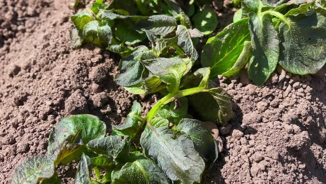 Potato bushes grow on a potato farm. cultivation concept. Leaves spoiled by frost, the concept of risky farming. Natural disasters.