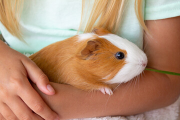 A guinea pig sits in the hands of the hostess. A little girl holds a red-and-white guinea pig in...