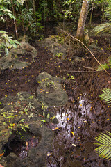 place of war in Krabi Swamps and soil growing from the ground. and strange nature