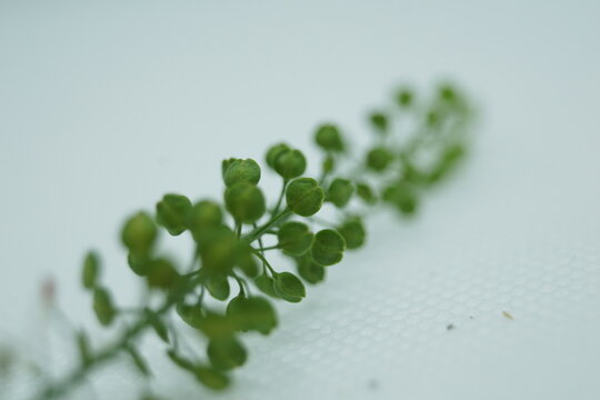 close up of a plant -Sheperd's purse
Capsella bursa-pastoris - Bourse &agrave; pasteur