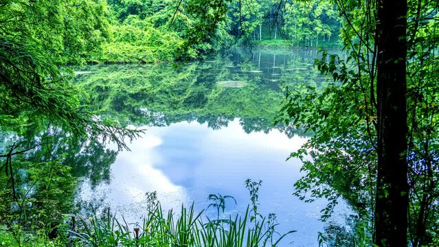 水面 池 緑 新緑 波」の写真素材 | 595件の無料イラスト画像 | Adobe Stock