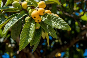 Loquat fruits (Eriobotrya japonica) on the tree. Fruits of loquat on a branch with leaves,...